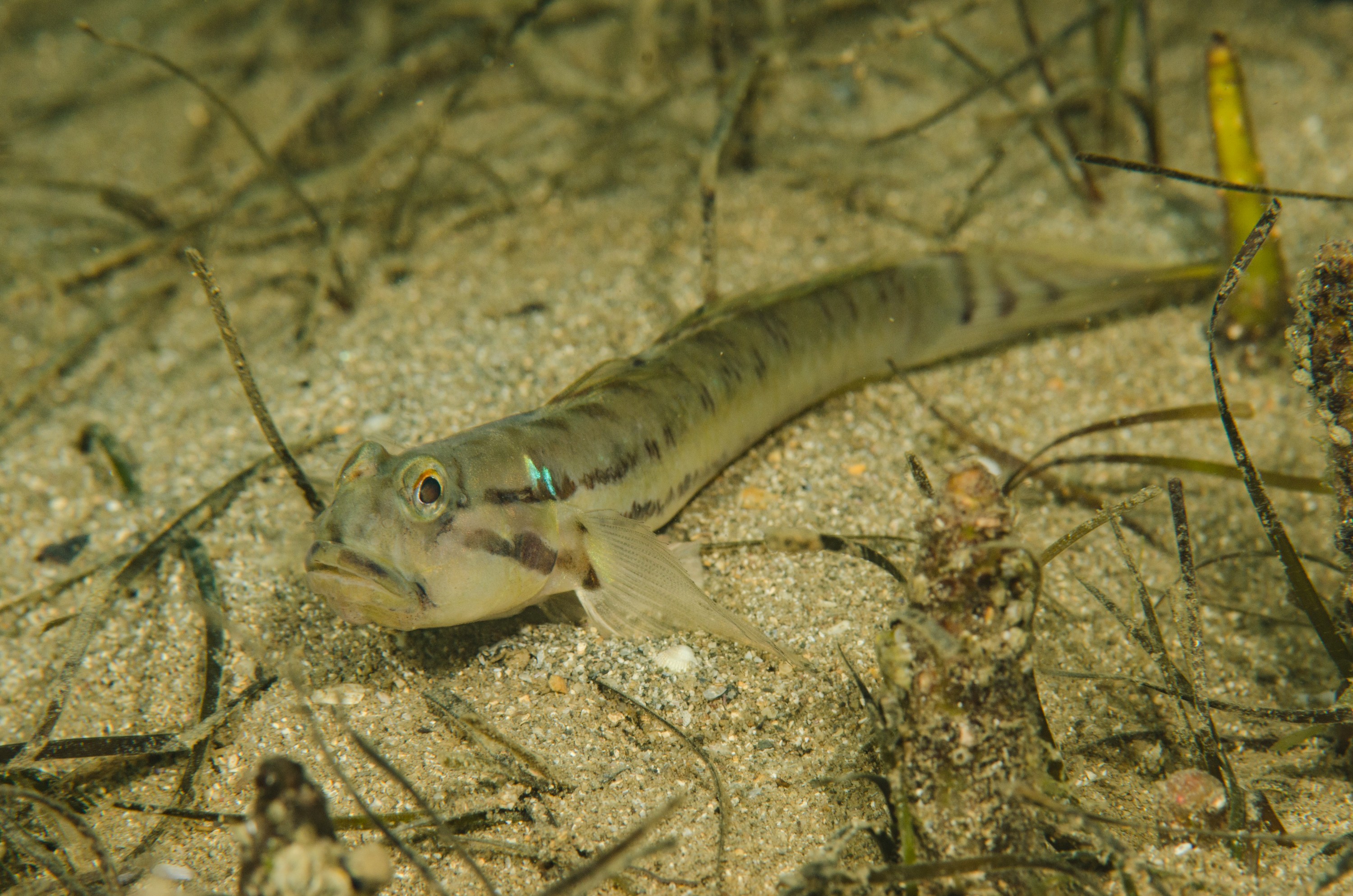 DSC_8434 – Arenigobius bifrenatus, Australian, bridled, crispin, estuary, goby, matapouri, new, nz, zealand, JAN17